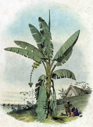 Plantain Tree